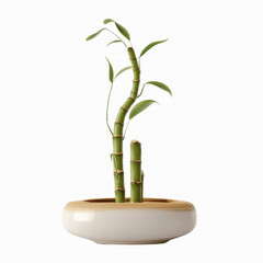Fototapeta premium Serene Bamboo Plant in Modern Ceramic Pot Against a Striped Transparent background