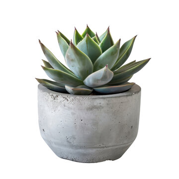 Small potted succulent in concrete planter showcasing sharp details and modern design, Isolated Transparent Background