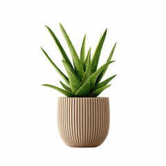 Fototapeta premium Aloe Vera Plant in a Modern Wooden Pot on a Blue Transparent background