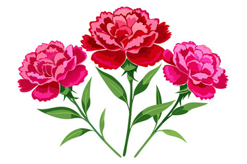 Beautiful carnation flower illustration floral design pink red blossom botanical art nature garden flowers
