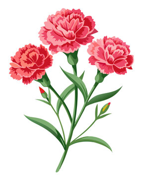 recommend clip art: Beautiful pink carnation flower illustration floral design blossom petal bloom botanical art nature drawing