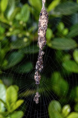 Humped Trashline Orbweaver rests below its line of trash, or accrued prey.