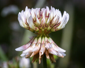 Close up of a native white clover bloom