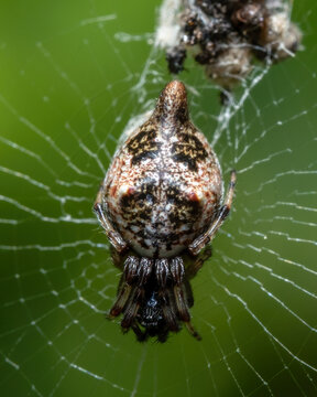 Humped Trashline Orbweaver hangs out below its line of trash, or accrued prey.