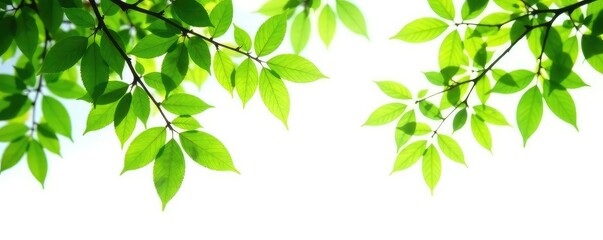 Obraz premium Isolated branches with green leaves on white background, trees, organic