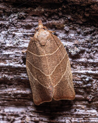 A three-lined Leafroller Moth rests on a log in the forest.