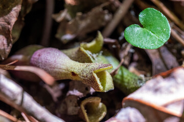 Closeup of the jug-shaped blooms of Little Brown Jug.