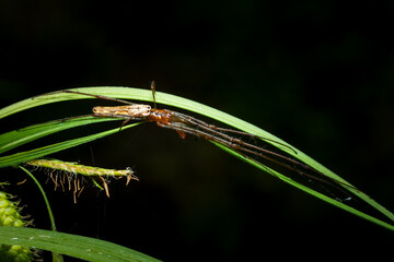 A Stretch Spider in its resting position, with its long body and extra long legs stretched out in line.