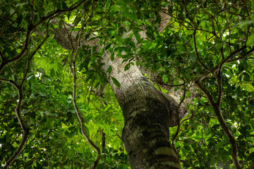 View into treetop, Amazon rainforest, focus on the tree trunk