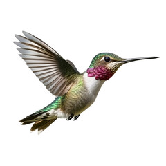 A stunning hummingbird captured in mid-flight, showcasing its vibrant plumage and graceful movements