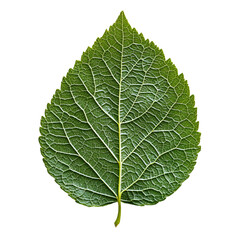 Obraz premium Green leaf: a detailed macro shot showcasing the intricate veins and vibrant texture of a single, healthy green leaf, a symbol of life, growth, and the beauty of the natural world.