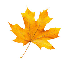 Autumn Maple Leaf:  A vibrant, golden maple leaf,  with intricate veins and a slightly ruffled edge, displays the beauty of autumn's changing colors.  A single, delicate leaf, captured with detail.