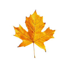 Obraz premium Golden Leaf: A close-up shot of a radiant maple leaf, its vibrant colors highlighting the beauty and serenity of autumn.
