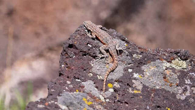 Side-Blotched Lizard warming itself in the sun on a rock before running away.