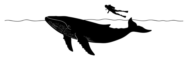whale swimming with diver silhouette vector black