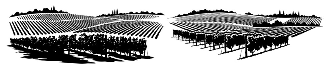 vineyard landscape with cultivated fields and village skyline silhouette © Camel