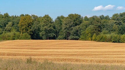 Obraz premium Golden Wheat Field and Green Forest