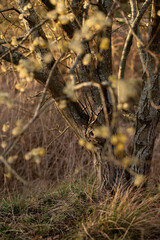 willow trunk spring in the park. sunny day