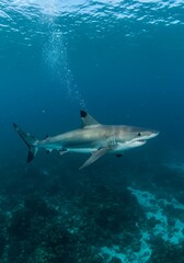 Fototapeta premium Ocean's Grace: Blacktip Reef Shark Underwater AI Generated