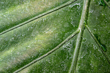Close-up macro of green leaf surface showing natural imperfections, veins, and water drops. Perfect for organic textures, backgrounds, and eco-friendly design concepts.
