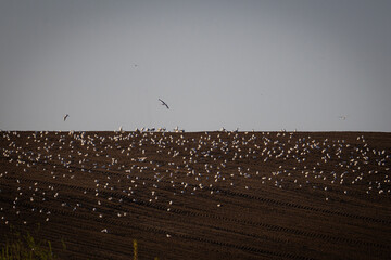  Flock Different Gulls Rests