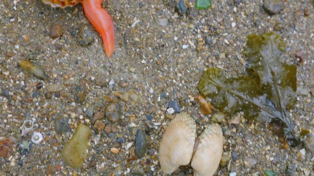 Rocks, shells and shellfish Langostillos, seaweed on the sandy beach and rocks of Corbiere Bay at low tide in Saint-Malo, Brittany, France.