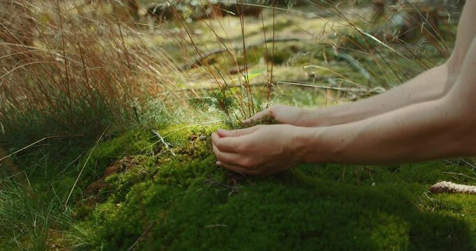 Person kneels to plant a small pine sapling with moss in summer forest