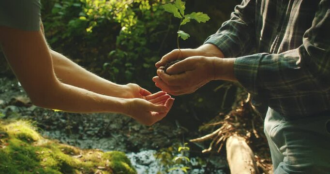 Hands of two generations exchange a small oak seedling over a stream in a German forest on Arbor Day