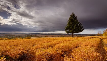 Obraz premium a solitary evergreen tree stands amidst a vast expanse of golden foliage under a dramatic overcast sky creating a mesmerizing contrast in this evocative landscape