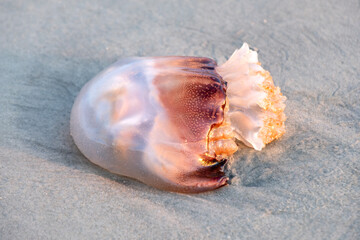 Cannonball jellyfish (Stomolophus meleagris) washed on shore at East Beach, St Simons Island, Georgia, USA