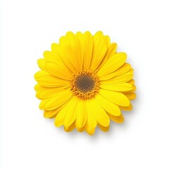 Fototapeta premium Bright yellow flower stands out against a clean white backdrop, showcasing its vibrant color and delicate petals. Ideal for cheerful decor.