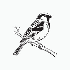 Obraz premium house sparrow bird silhouette vector