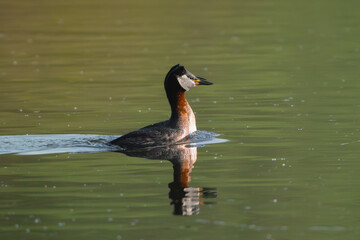 red-necked grebe - Podiceps grisegena swimming in green water. Photo from Milicz Ponds in Poland.	