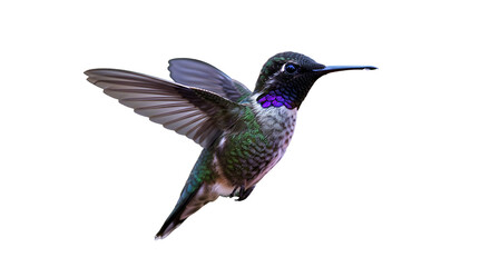 Fototapeta premium Hummingbird in Flight: Stunning High-Resolution Image