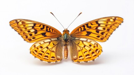 Obraz premium Closeup view of a vibrant orange butterfly with intricate patterned wings resting in a natural outdoor environment The delicate and elegant insect is showcased against a minimalist background