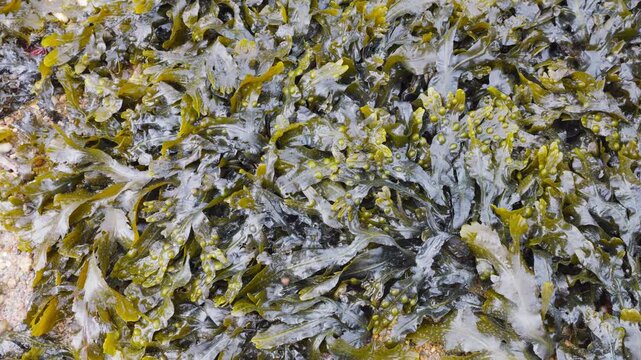 Dense beds of green seaweed on a sandy beach in Corbiere Bay at low tide in Saint-Malo, Brittany, France.