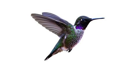 Fototapeta premium A Vibrant Hummingbird in Flight