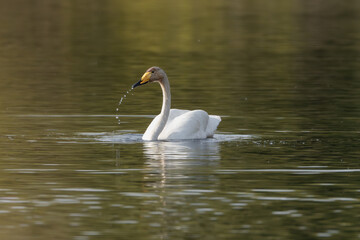 Whooper swan also known as the common swan - Cygnus cygnus - swimming on lake. Photo from Milicz Ponds in Poland.