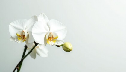 Delicate white orchid blossom on pure white backdrop, petal, background, isolated