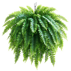 Decorative Hanging Fern with Cascading Green Fronds Isolated on Transparent Background