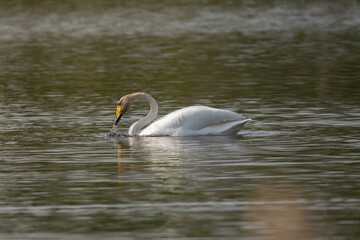 Whooper swan also known as the common swan - Cygnus cygnus - swimming on lake. Photo from Milicz Ponds in Poland.