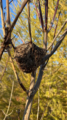 Bird's nest entwined in the branches of a shrub - Nid d'oiseau entrelacé dans les branches d'un arbuste