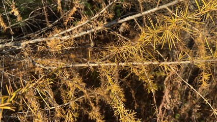 Laricin or American larch branch details - Détails de branche de mélèze Laricin ou mélèze d'amérique