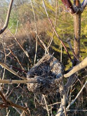 Bird's nest entwined in the branches of a shrub - Nid d'oiseau entrelacé dans les branches d'un arbuste