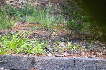 Brown trasher (Toxostoma rufum) looking for food for young. Is noted for having over 1000 song types, and the largest song repertoire of birds