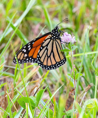 Monarch Butterfly in Stuart F. Morgan Conservation Area, Massachusetts