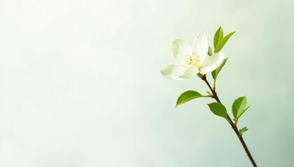 Obraz premium Single, delicate sapling against pure white backdrop, macro, rural, young