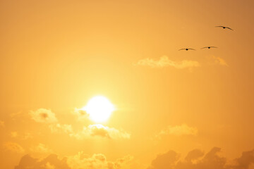 Pelicans flying at Sunrise, East Beach, St Simons Island, Georgia, USA