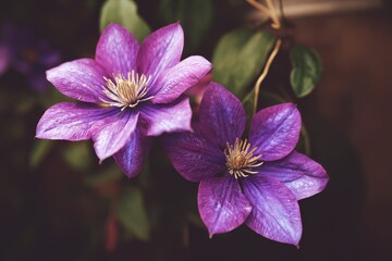 Two vibrant purple flowers with green leaves.