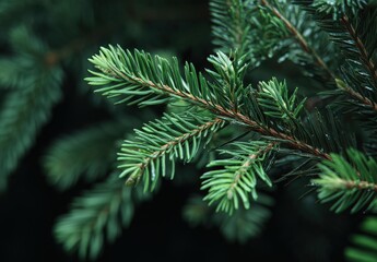 Close-up of vibrant evergreen pine needles.